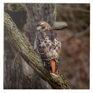 Red-Tailed Hawk Ceramic Tile