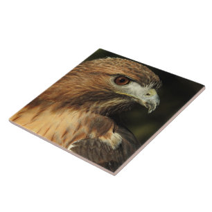 Red Tailed Hawk Ceramic Tile