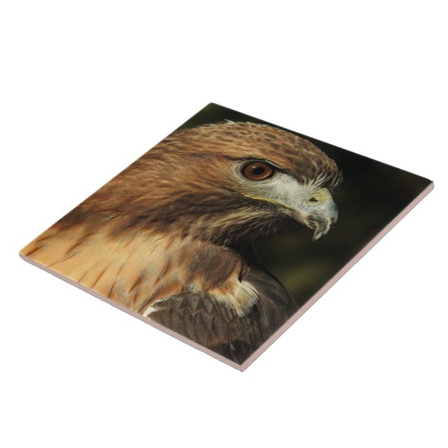 Red Tailed Hawk Ceramic Tile (Side)