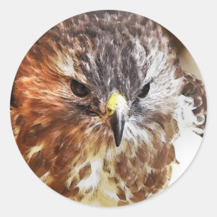RED TAILED HAWK CLASSIC ROUND STICKER