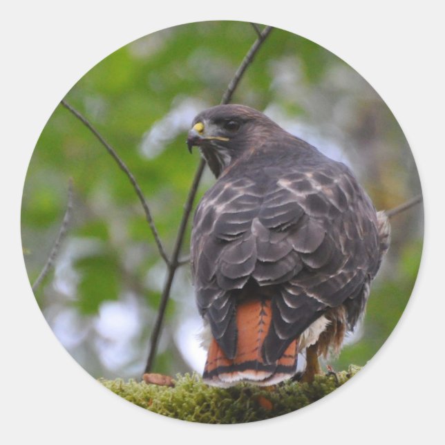 Red-Tailed Hawk Classic Round Sticker (Front)