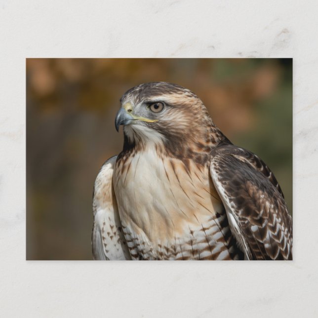 Red-tailed hawk closeup postcard (Front)