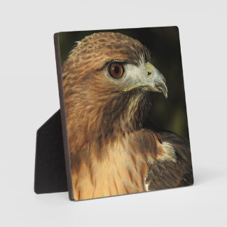 Red Tailed Hawk Desktop Plaque
