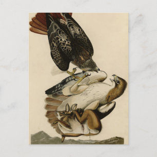 Red-tailed Hawk from Audubon's Birds of America Postcard