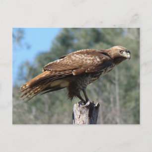 Red-tailed Hawk gaze Postcard