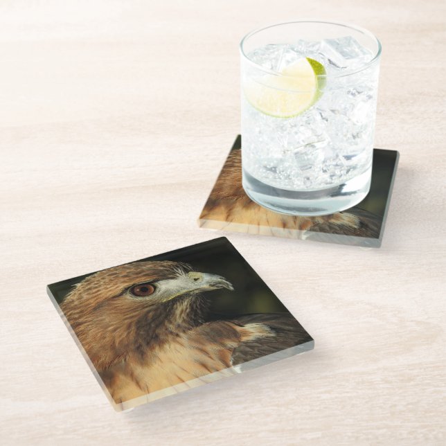 Red Tailed Hawk Glass Coaster (Angled)