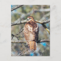 Red-tailed Hawk Glass Postcard