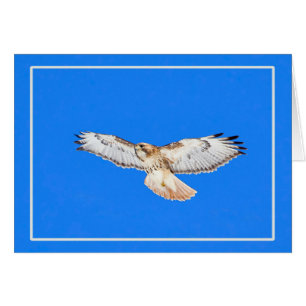 Red Tailed Hawk In Flight