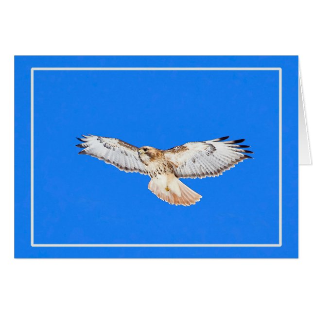 Red Tailed Hawk In Flight (Front Horizontal)