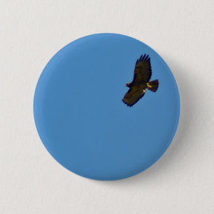 Red Tailed Hawk in Flight 6 Cm Round Badge