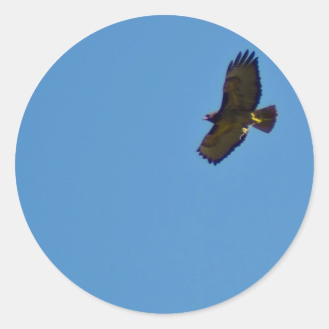 Red Tailed Hawk in Flight Classic Round Sticker (Front)