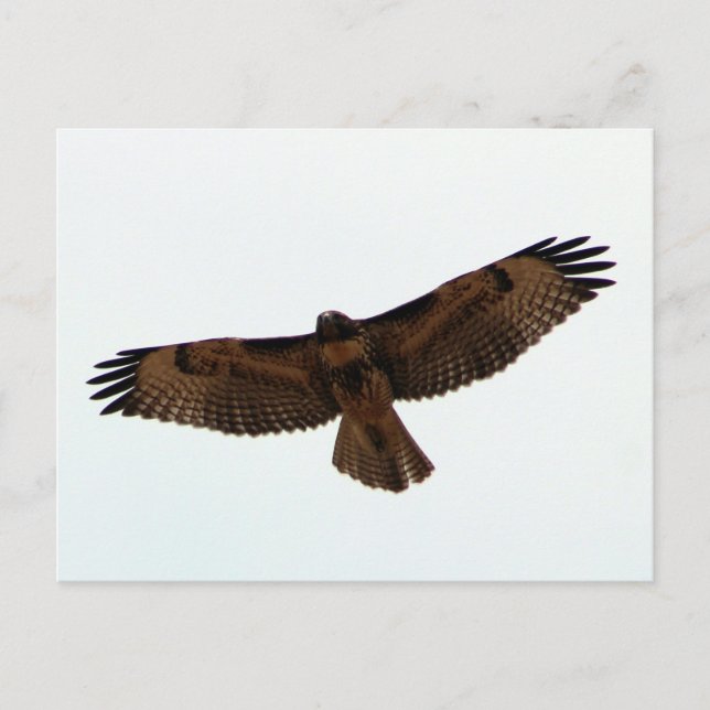 Red-tailed Hawk in flight, Humboldt County, CA Postcard (Front)