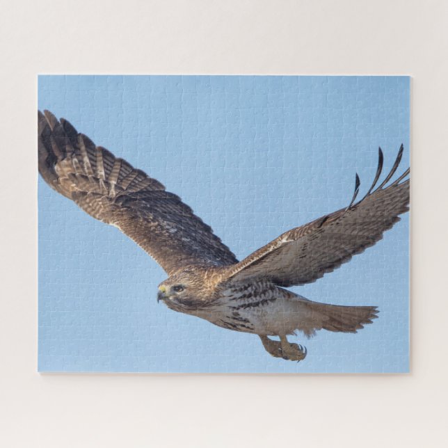 Red-tailed hawk in flight jigsaw puzzle (Horizontal)
