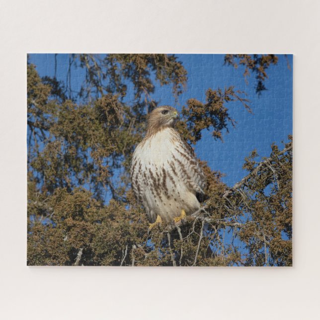 Red-tailed hawk in flight jigsaw puzzle (Horizontal)