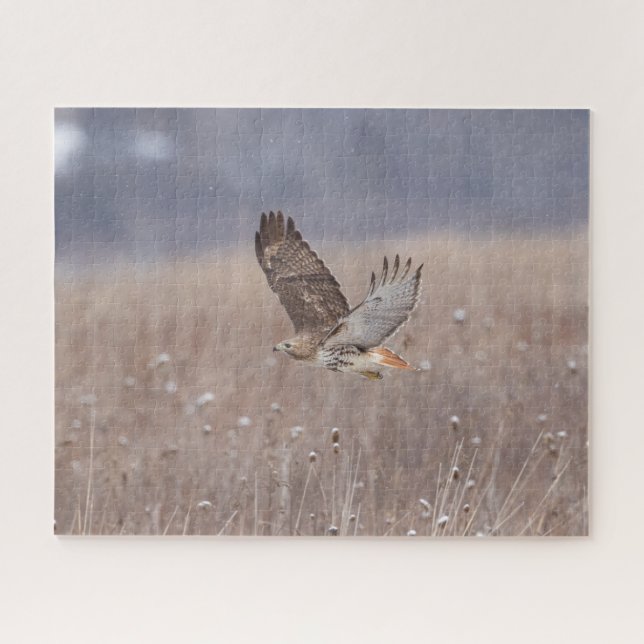 Red-tailed hawk in flight jigsaw puzzle (Horizontal)