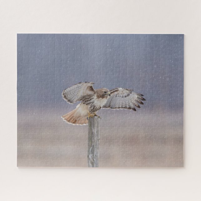 Red-tailed hawk in flight jigsaw puzzle (Horizontal)