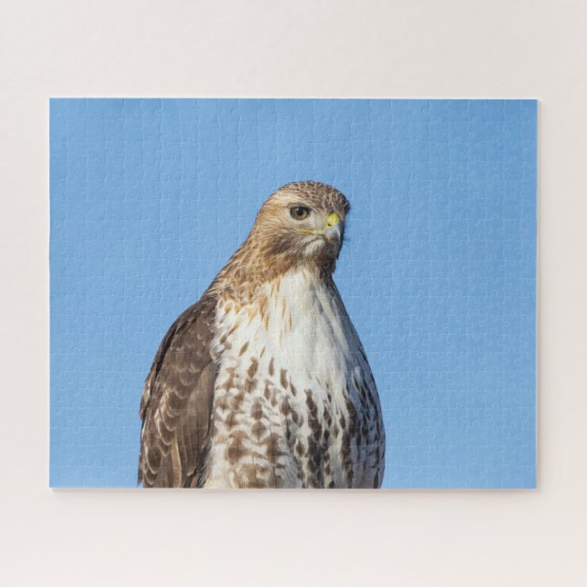 Red-tailed hawk in flight jigsaw puzzle (Horizontal)