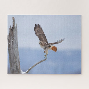Red-tailed hawk in flight jigsaw puzzle