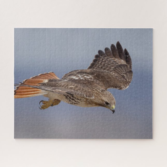Red-tailed hawk in flight jigsaw puzzle (Horizontal)