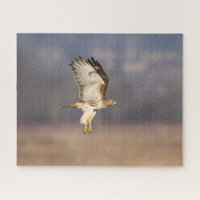 Red-tailed hawk in flight