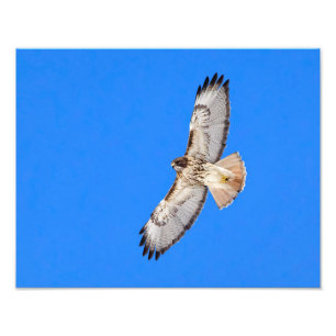 Red Tailed Hawk In Flight Photo Print