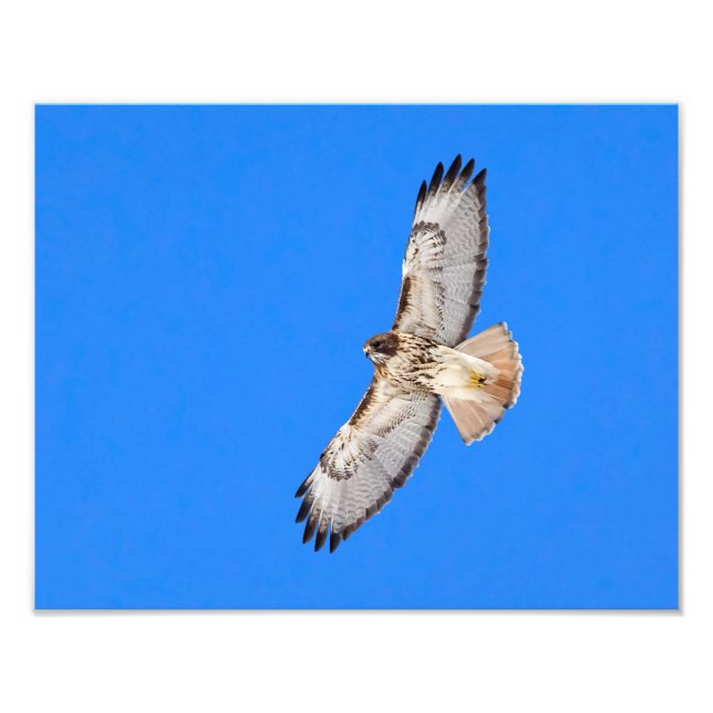 Red Tailed Hawk In Flight Photo Print (Front)