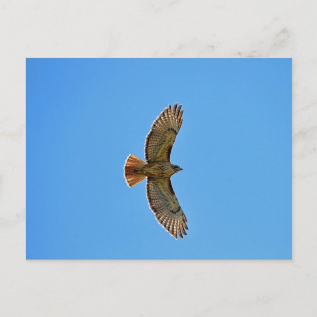 Red-Tailed Hawk in Flight Postcard (Front)