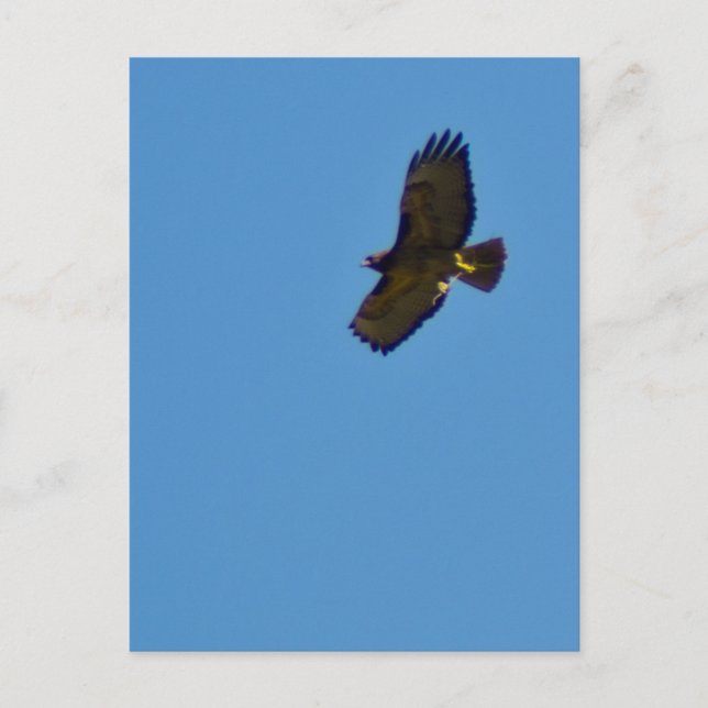 Red Tailed Hawk in Flight Postcard (Front)