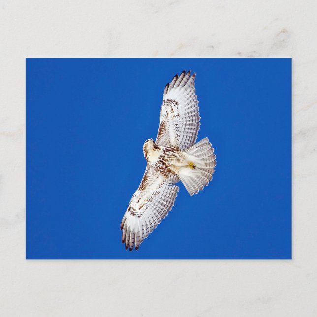 Red Tailed Hawk In Flight Postcard (Front)