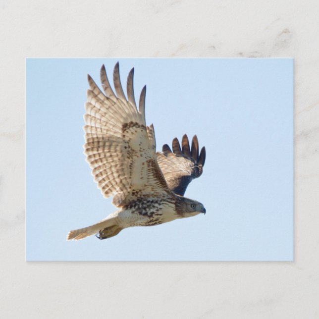 Red Tailed Hawk in flight Postcard (Front)