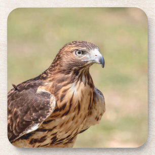 Red-tailed hawk in the Hudson Valley Coaster