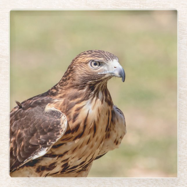 Red-tailed hawk in the Hudson Valley Glass Coaster (Front)