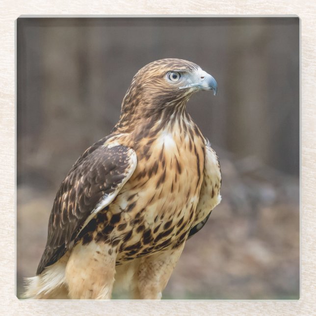 Red-tailed hawk in the Hudson Valley Glass Coaster (Front)