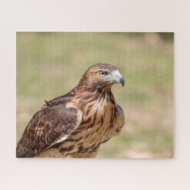 Red-tailed hawk in the Hudson Valley Jigsaw Puzzle (Horizontal)