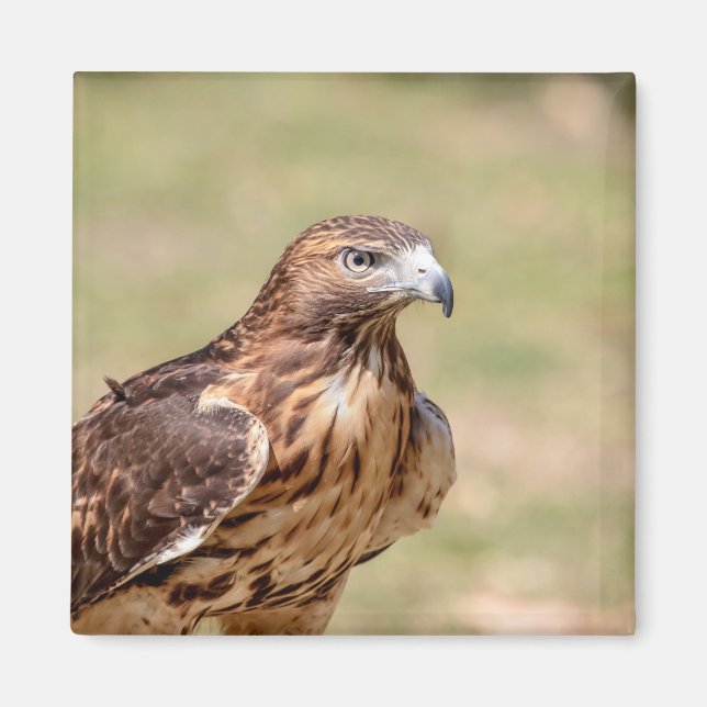 Red-tailed hawk in the Hudson Valley Magnet (Front)
