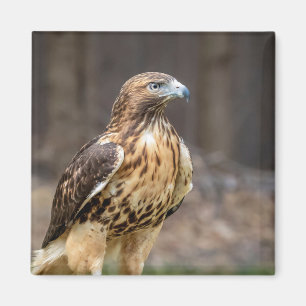 Red-tailed hawk in the Hudson Valley Magnet