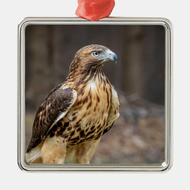 Red-tailed hawk in the Hudson Valley Metal Ornament (Front)