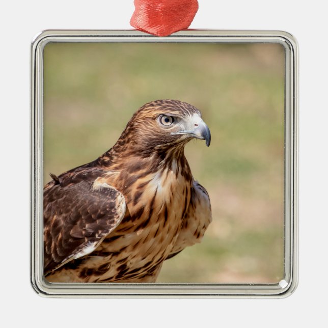 Red-tailed hawk in the Hudson Valley Metal Ornament (Front)