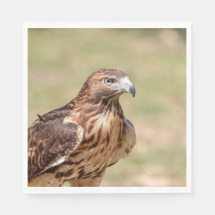 Red-tailed hawk in the Hudson Valley Napkin