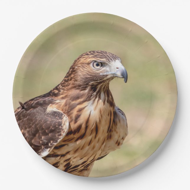 Red-tailed hawk in the Hudson Valley Paper Plate (Front)