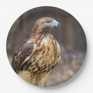 Red-tailed hawk in the Hudson Valley Paper Plate