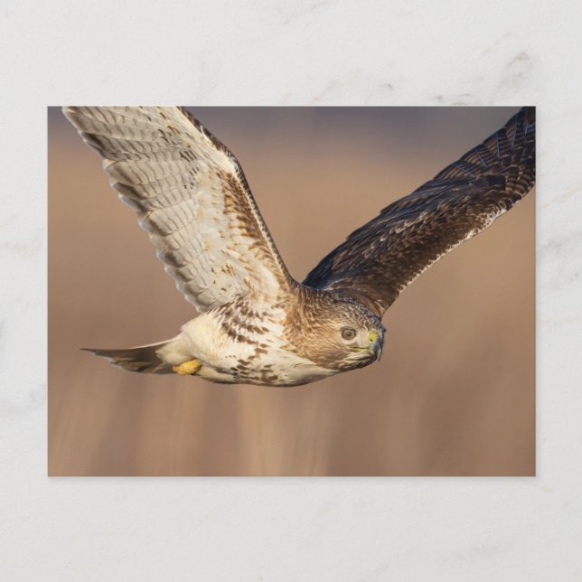 Red-tailed hawk in the Hudson Valley Postcard (Front)