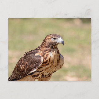 Red-tailed hawk in the Hudson Valley Postcard