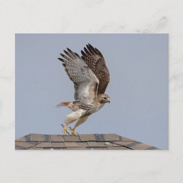 Red-tailed hawk in the Hudson Valley Postcard (Front)