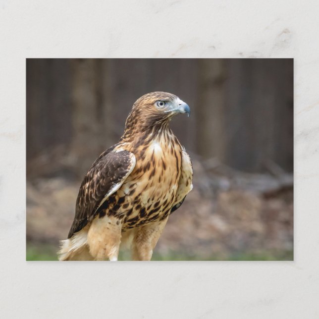 Red-tailed hawk in the Hudson Valley Postcard (Front)