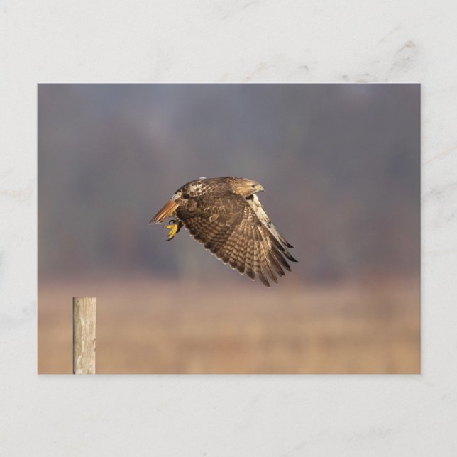 Red-tailed hawk in the Hudson Valley Postcard (Front)