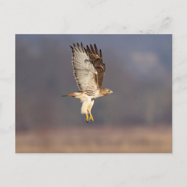 Red-tailed hawk in the Hudson Valley Postcard (Front)