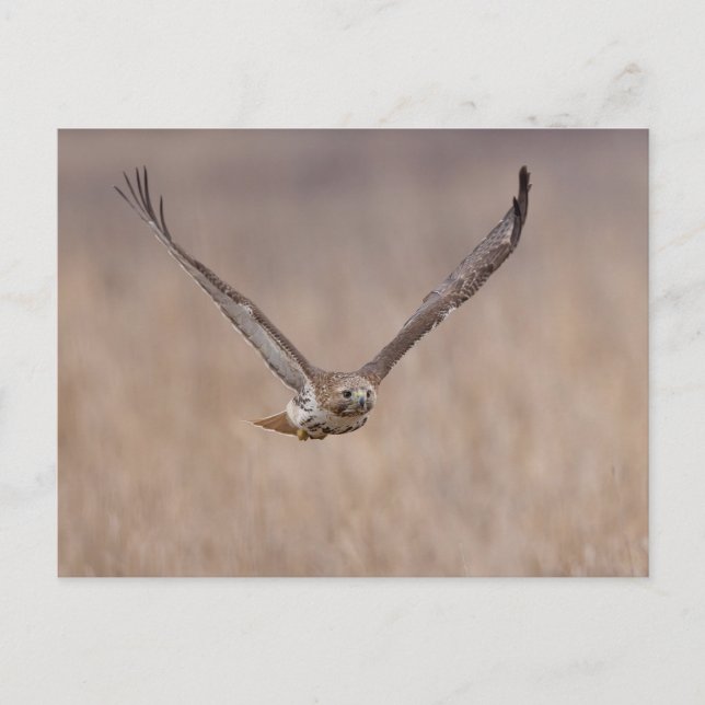 Red-tailed hawk in the Hudson Valley Postcard (Front)