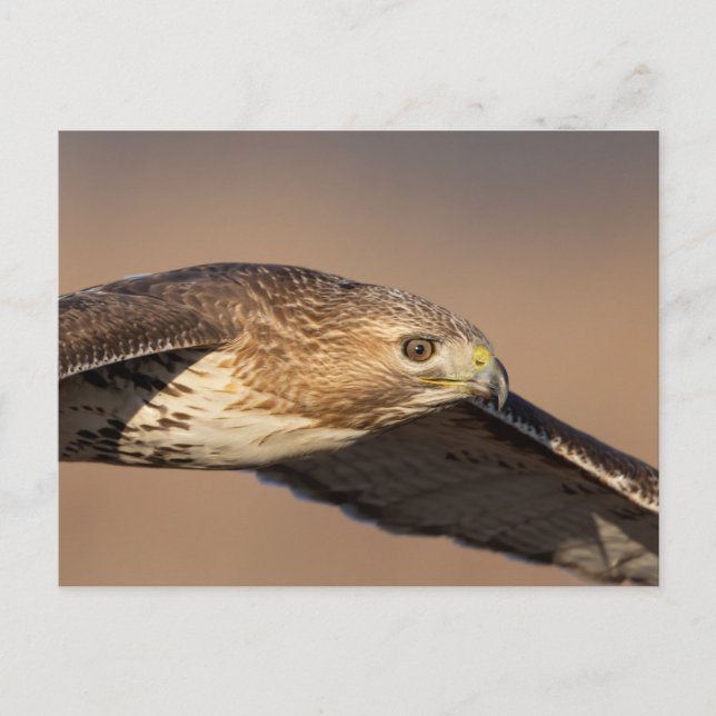 Red-tailed hawk in the Hudson Valley Postcard (Front)