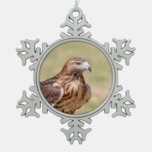Red-tailed hawk in the Hudson Valley